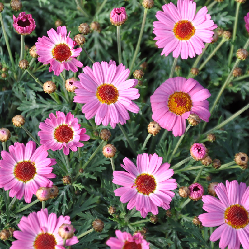 Anthemis molimba